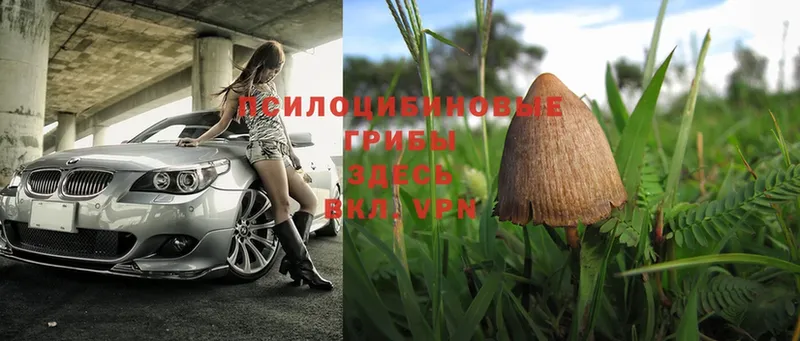 Псилоцибиновые грибы Magic Shrooms  Славгород 